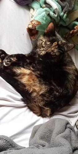 Lost Female Cat last seen Forest View dr. And Crestwood dr., South San Francisco, CA 94080
