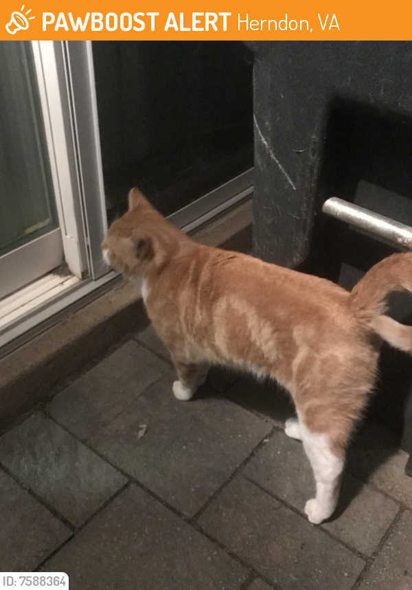 Found/Stray Male Cat last seen Cavalier park Charles st . Herndon Va 20170, Herndon, VA 20170