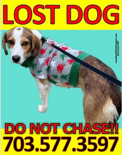 Lost Female Dog last seen Falls church, Falls Church, VA 22046