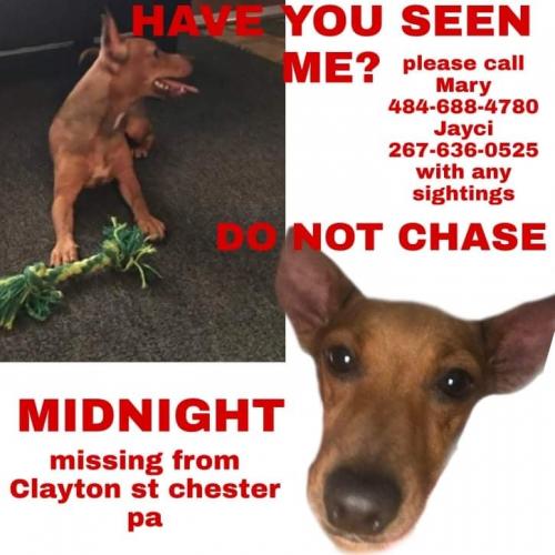 Lost Female Dog last seen Near , Chester, PA 19013