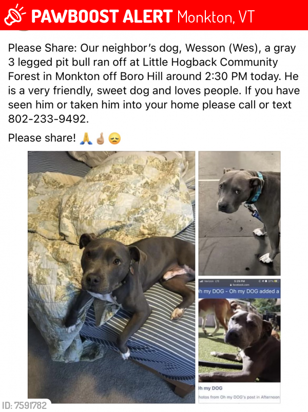 Lost Male Dog last seen Little Hogback Community Forest, 2449 Boro Hill Rd, Monkton, VT, Monkton, VT 05469