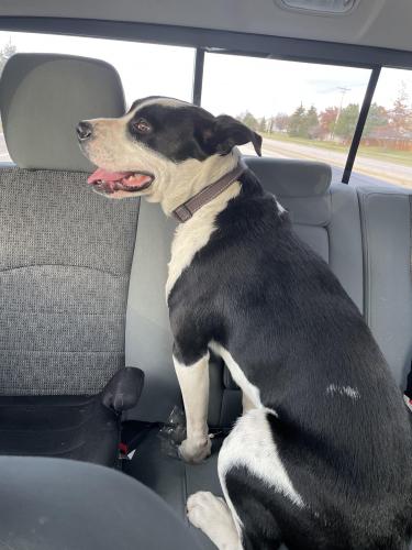 Found/Stray Male Dog last seen Ridge and walker Rd, Na-Au-Say Township, IL 60586