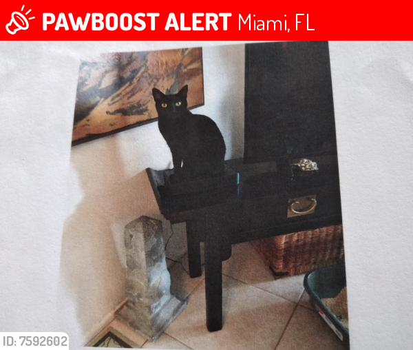 Lost Female Cat last seen KENDALL AND U.S.I, Miami, FL 33156