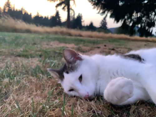 Lost Male Cat last seen Tennessee and Nelson, Winlock, WA 98596