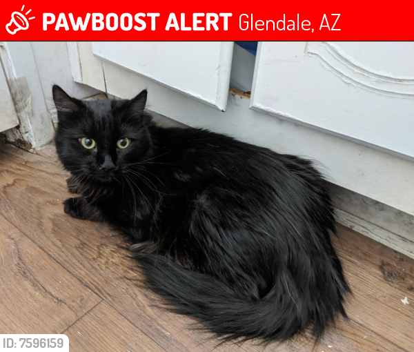 Deceased Female Cat last seen Near W Glendale Ave, Glendale Ave , Glendale, AZ 85303