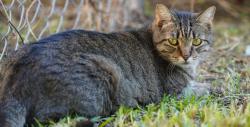 Lost Male Cat last seen Bentwood subdivision at San Augustine and East Blvd, Deer Park, TX 77536