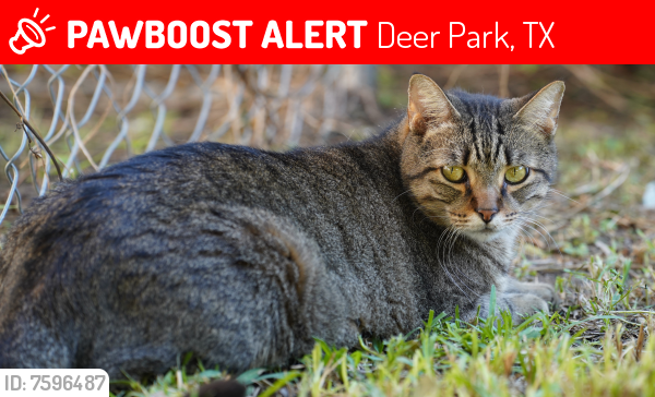 Lost Male Cat last seen Bentwood subdivision at San Augustine and East Blvd, Deer Park, TX 77536