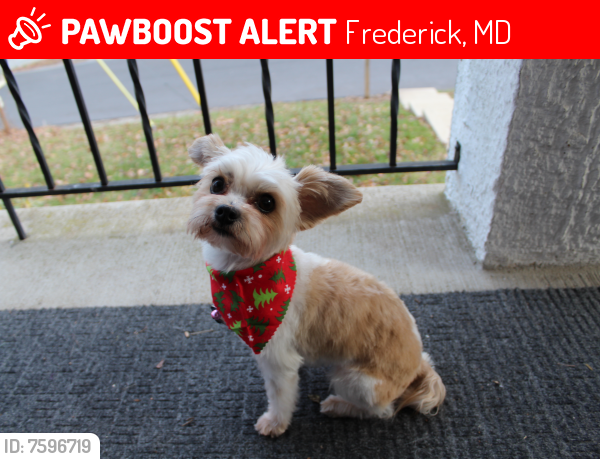 Lost Female Dog last seen Tuscanney Drive, Frederick, MD 21702