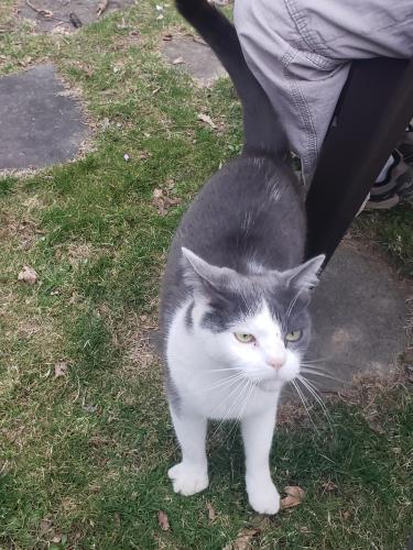Lost Male Cat last seen Wyoming, PA on Mount Olivet Road area between Green road and Manor Drive, Luzerne County, PA 18644