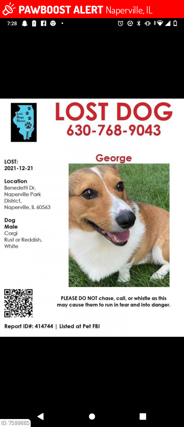 Lost Male Dog last seen Naperville North High School , Naperville, IL 60563