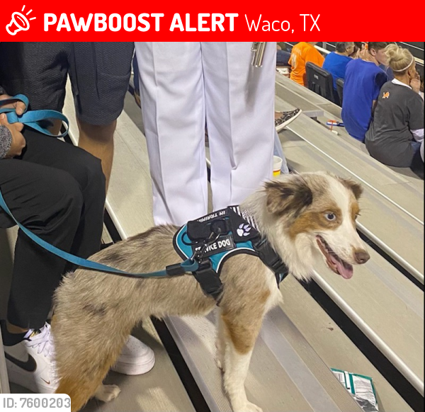 Lost Male Dog last seen Near S 12th St, Waco, TX 76706, Waco, TX 76706