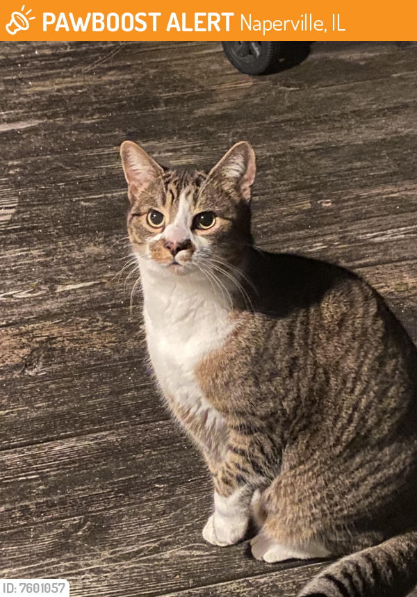 Found/Stray Unknown Cat last seen Traversos Restaurant , Naperville, IL 60540