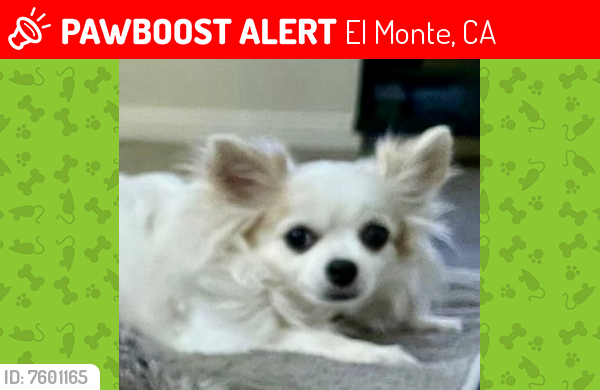Lost Female Dog last seen Consol ave and Garvey ave , El Monte, CA 91733