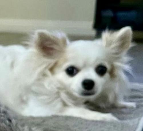 Lost Female Dog last seen Consol ave and Garvey ave , El Monte, CA 91733