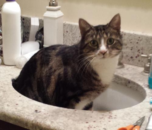 Lost Male Cat last seen 47th & Woodland , Western Springs, IL 60558