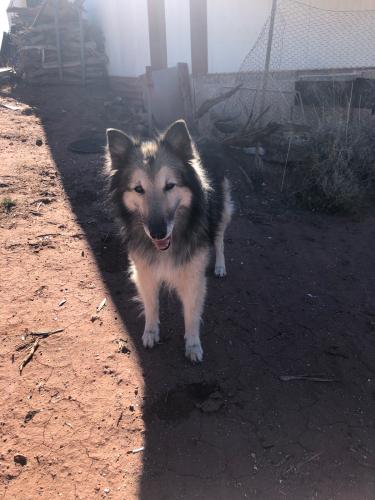 Lost Female Dog last seen Oracle and Grant, Tucson, AZ 85705