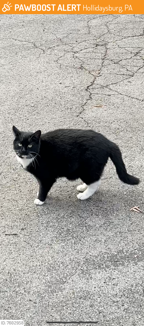 Found/Stray Unknown Cat last seen Linden Street Hollidaysburg, Hollidaysburg, PA 16648