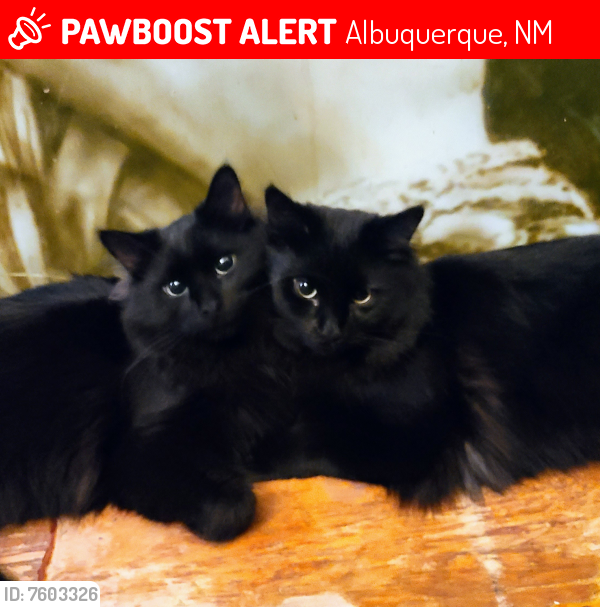 Lost Male Cat last seen Alamogordo and flamingo, Albuquerque, NM 87120