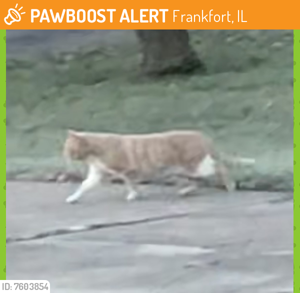 Found/Stray Unknown Cat last seen Laraway and 116th, Frankfort, IL 60423