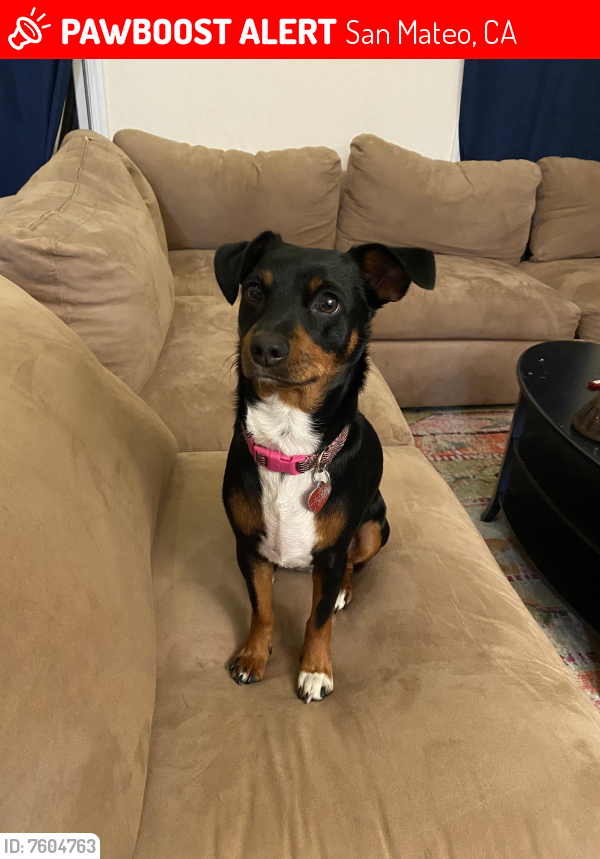 Lost Female Dog last seen Idaho St and 7Th ave. San Mateo, San Mateo, CA 94402