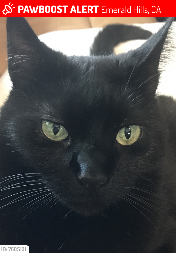 Lost Male Cat last seen Vista and Oak knoll , Emerald Hills, CA 94062