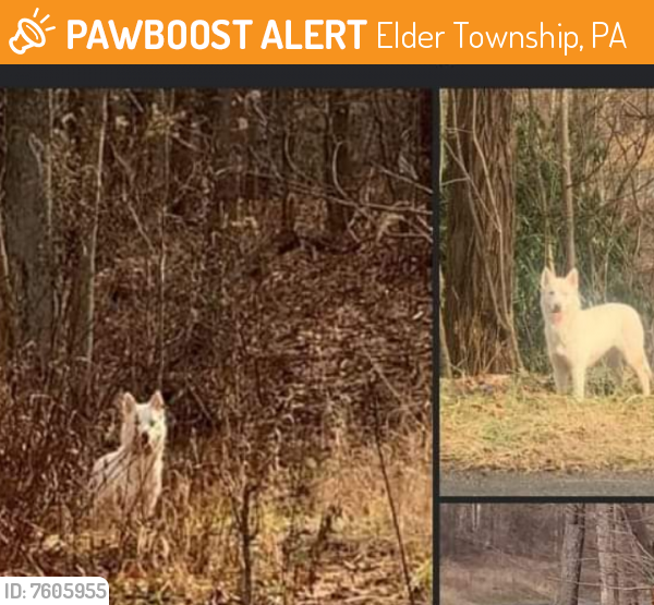 Surrendered Female Dog last seen At pull off rte 36 Elderton twp , Elder Township, PA 16646