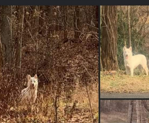 Found/Stray Female Dog last seen At pull off rte 36 Elderton twp , Elder Township, PA 16646