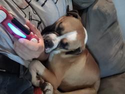 Lost Male Dog last seen West commerce and acme, San Antonio, TX 78207