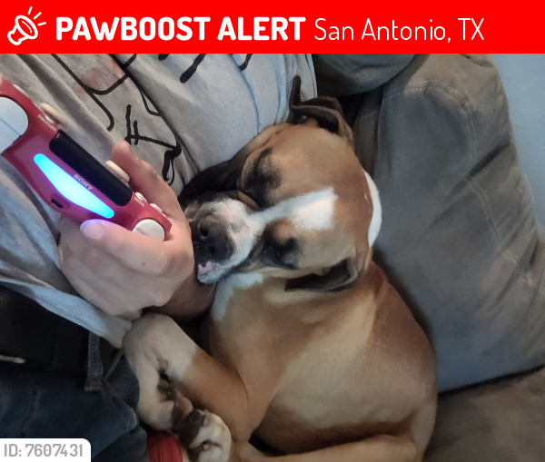 Lost Male Dog last seen West commerce and acme, San Antonio, TX 78207