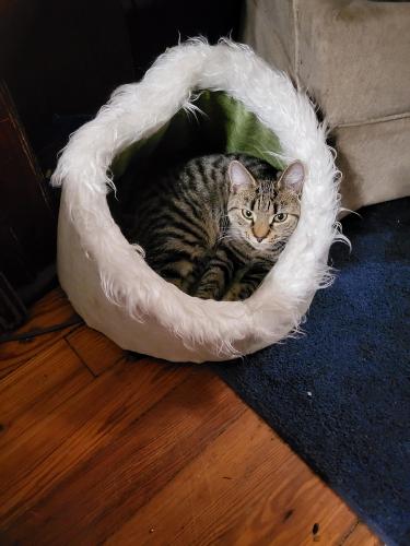 Lost Female Cat last seen main street and near Wile Ave playground, Souderton, PA 18964