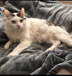 Reunited Male Cat last seen Mariposa, Citrus Heights, CA 95610
