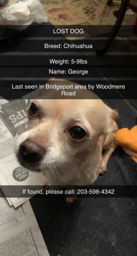 Lost Male Dog last seen Glenvale Circle, Bridgeport, CT 06610