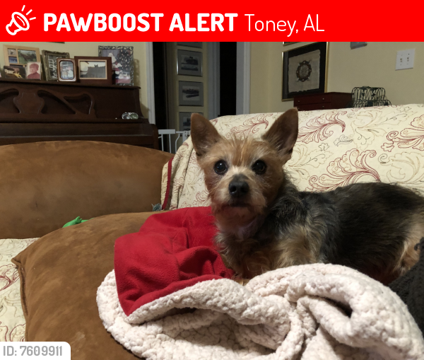 Lost Male Dog last seen Old Railroad Bed and Baites Road, Toney, AL 35773