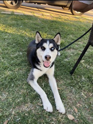 Lost Female Dog last seen 71st Ave and Thomas, Phoenix, AZ 85035