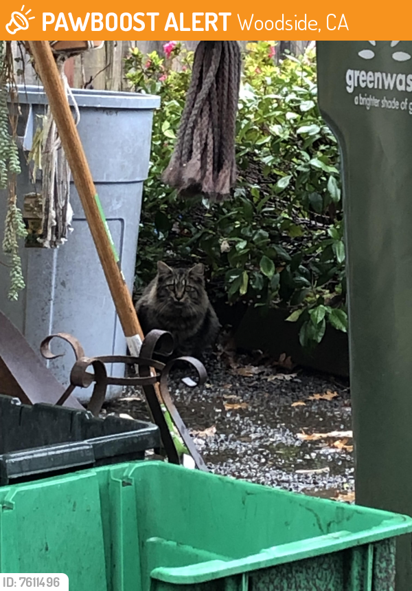 Found/Stray Unknown Cat last seen Canada road, Woodside, CA 94062