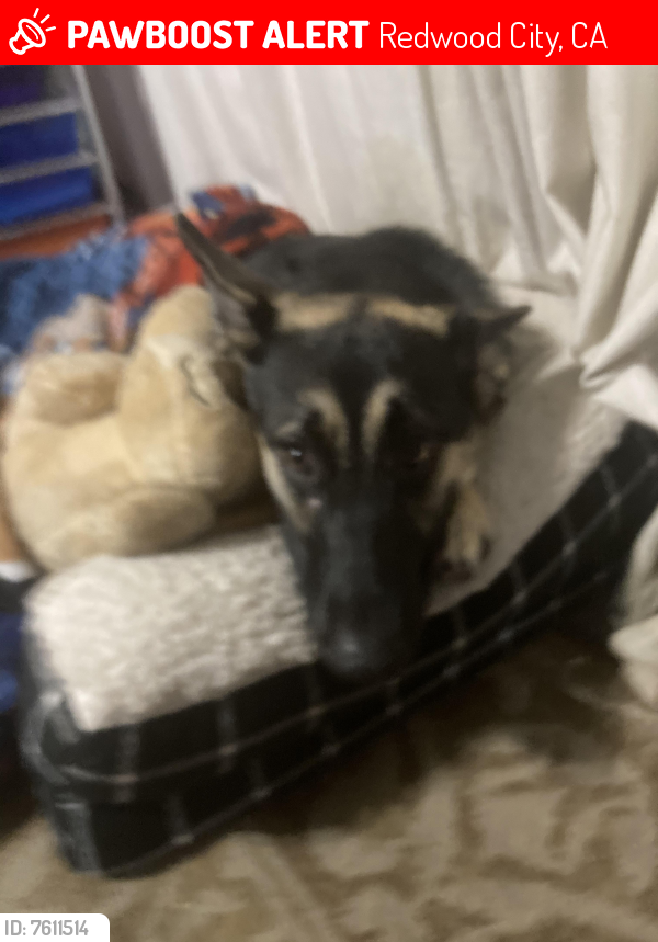 Lost Female Dog last seen Uhaul, Redwood City, CA 94061