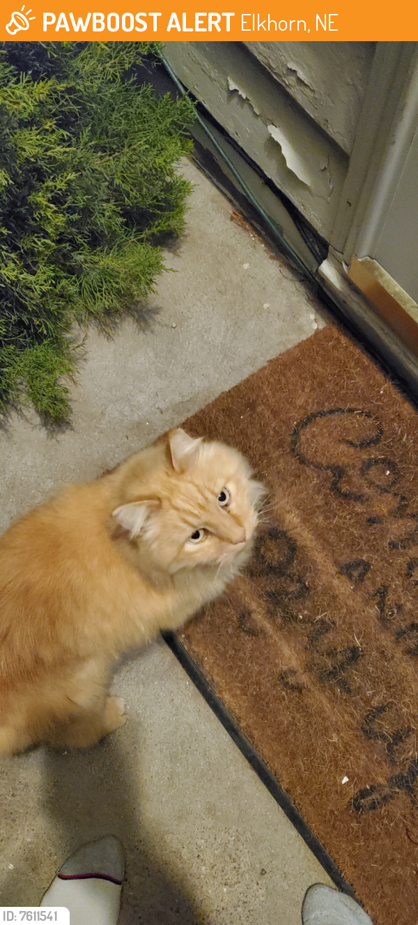 Rehomed Unknown Cat last seen 225th and highway 36, Elkhorn, NE 68064