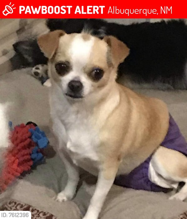 Lost Female Dog last seen Adobe acres, Albuquerque, NM 87105
