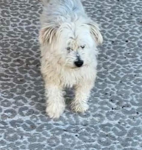Found/Stray Unknown Dog last seen 55th Avenue & Thomas Road, Phoenix, AZ 85035