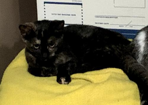 Lost Female Cat last seen 17th Ave & Pleasant Valley, Altoona, PA 16602