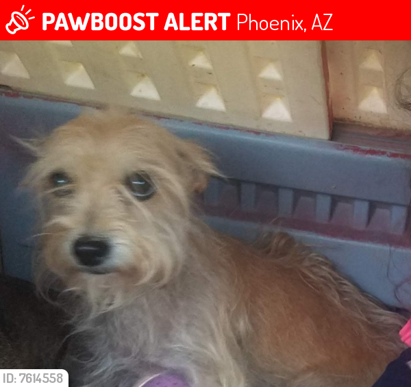 Lost Female Dog last seen Near ave and camelback rd, Phoenix, AZ 85019