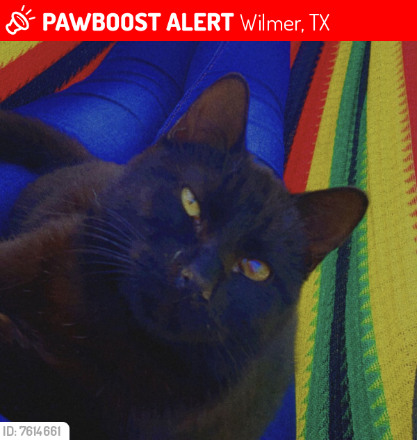 Lost Male Cat last seen Wilmer police, Wilmer, TX 75172