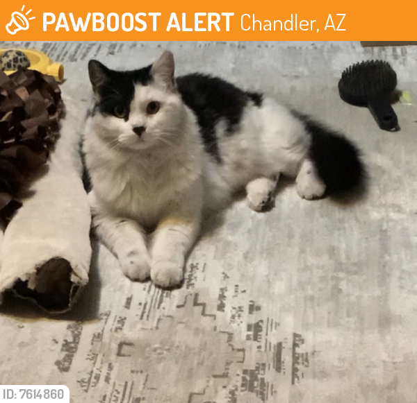 Rehomed Unknown Cat last seen N carriage Ln and W Ray Rd, Chandler, AZ 85224