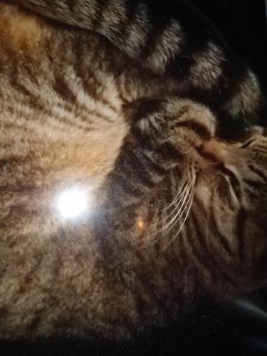 Lost Male Cat last seen Camelbact and 57th circle, Scottsdale, AZ 85251
