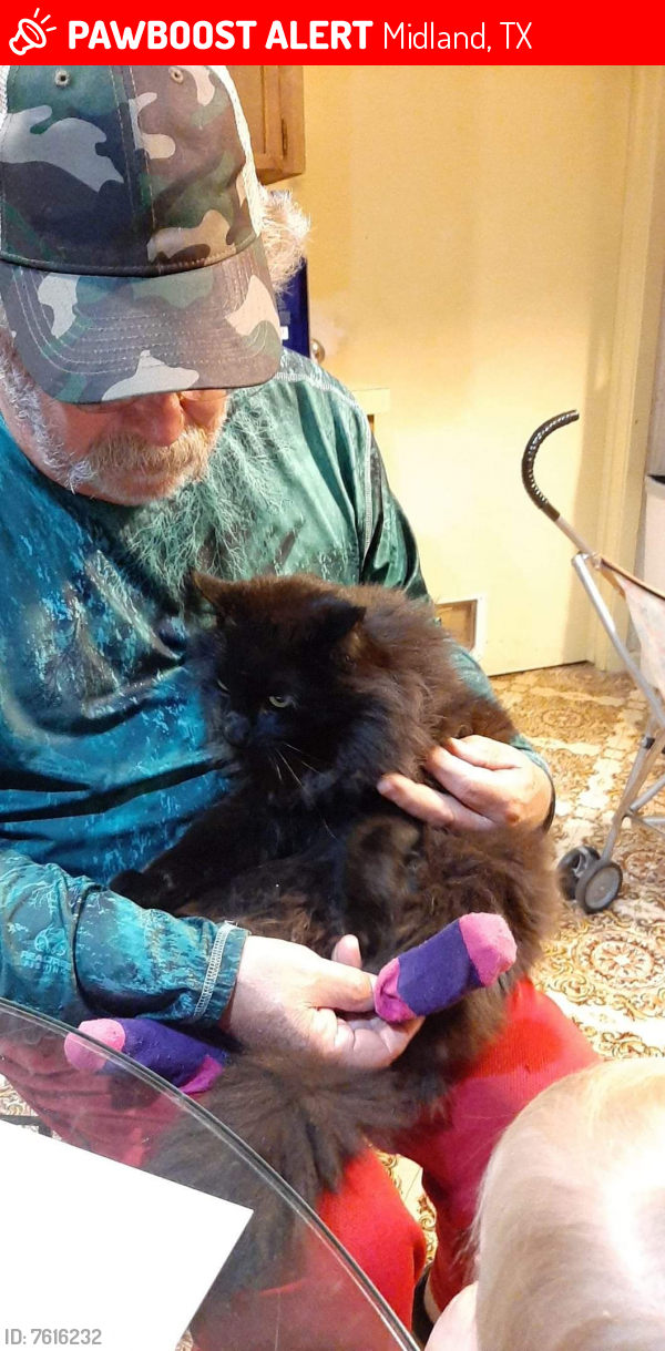 Lost Male Cat last seen Midland County Annex, Midland, TX 79708