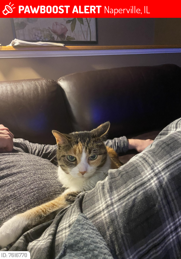 Lost Female Cat last seen Webster and Douglas Streets, Naperville , Naperville, IL 60540