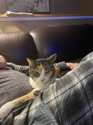 Lost Female Cat last seen Webster and Douglas Streets, Naperville , Naperville, IL 60540