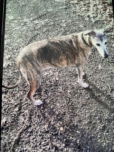 Lost Female Dog last seen little road and ramsey, Castle Rock, WA 98611
