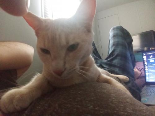 Lost Male Cat last seen Minit Mart , Kelso, WA 98626
