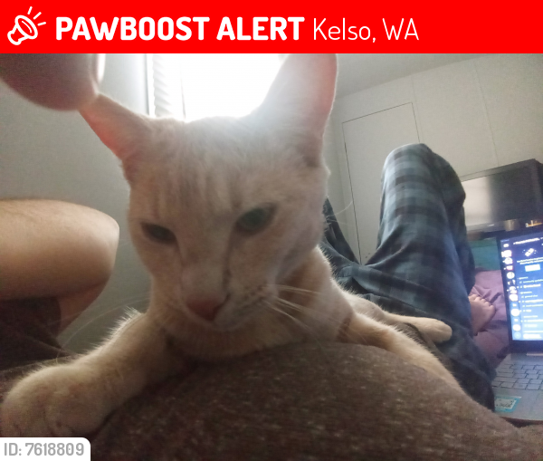 Lost Male Cat last seen Minit Mart , Kelso, WA 98626